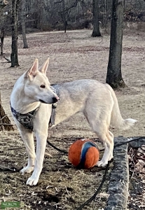 Husky Shepherd female Listing Image