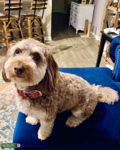 F1 Mini Aussiedoodle  Listing Image