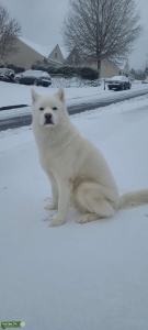 Siberian Husky Listing Image