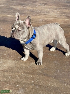 AKC Registered Lilac Merle French Bulldog Listing Image