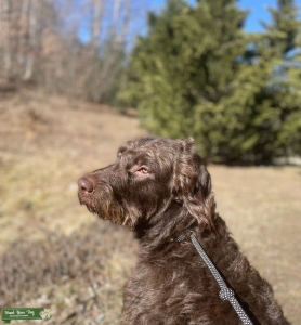A loving labradoodle is looking for love Listing Image