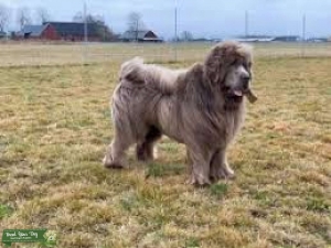 Beige Newfoundlanddog Listing Image