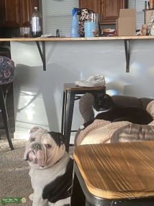 English Bulldog  Listing Image