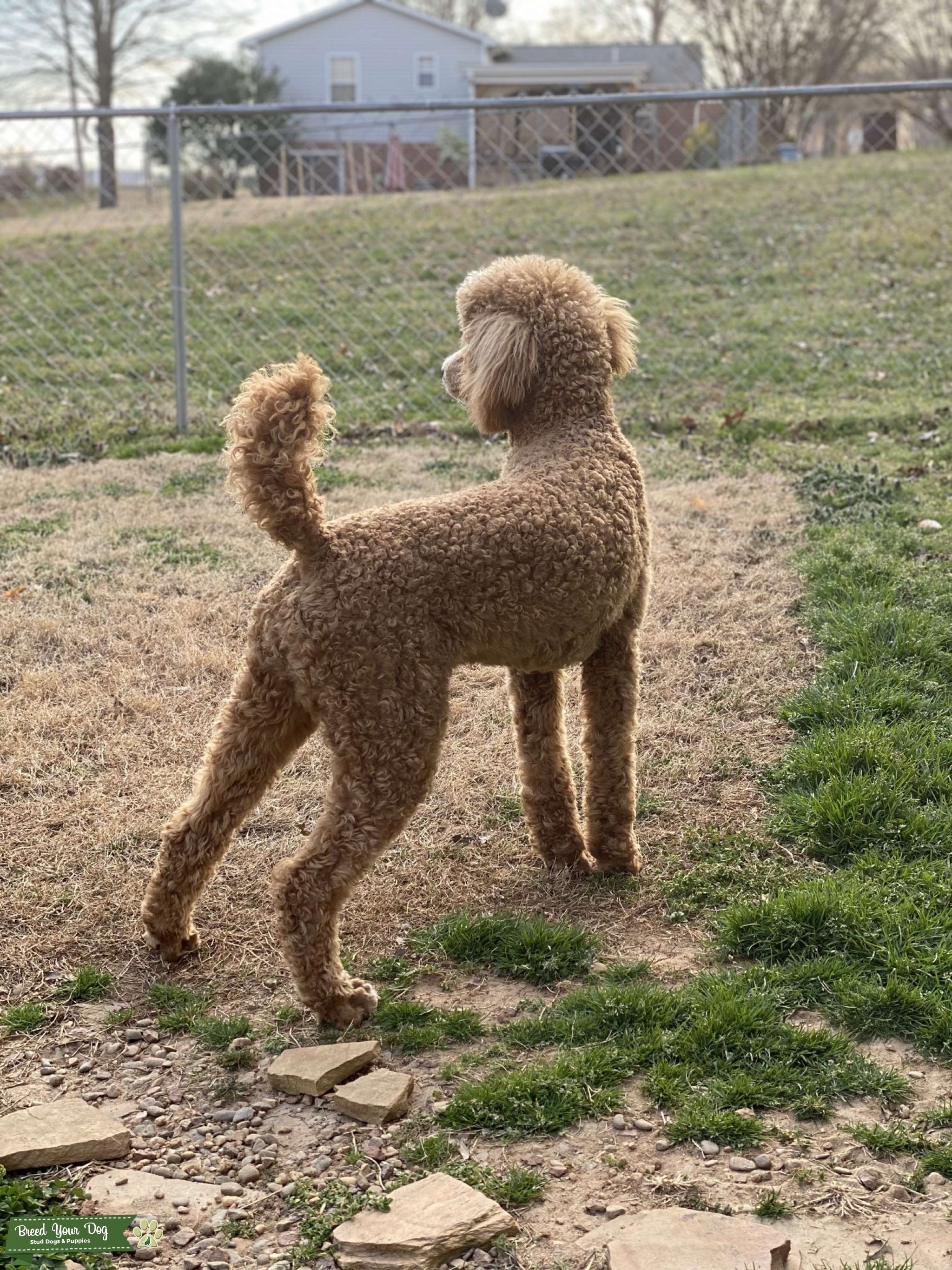 Standard Male Apricot Poodle Stud Stud Dog in North Carolina