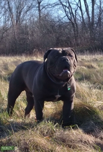 Blue sable olde english bulldogge Listing Image