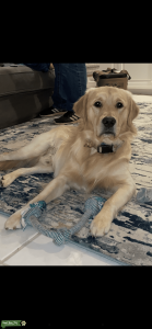 Golden Retriever  Listing Image