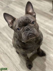 Blue Brindle Frenchie Listing Image
