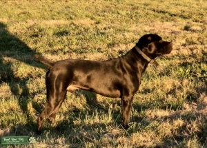 Titled AKC/ICCF Black Corso Listing Image