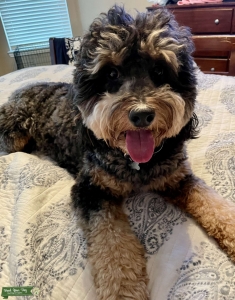 Phantom Aussiedoodle Listing Image