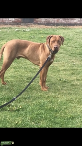 KC RHODESIAN RIDGEBACK/LIVER NOSE Listing Image
