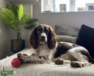 Liver and White F1 Sprocker Spaniel Listing Image