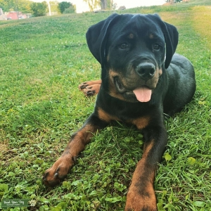 Female Rottweiler  Listing Image