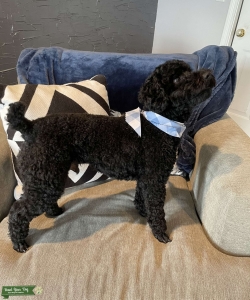 Black Large Toy/ small mini poodle Listing Image