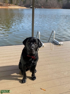 Beautiful Black Lab Listing Image