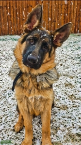 Proven Stud German Shepherd Listing Image