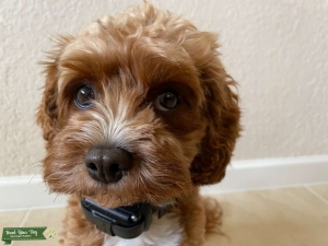 Cutest Cavapoo Ever! Listing Image