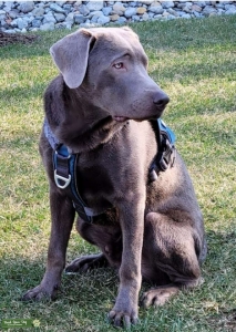 Silver Labrador Retriever Listing Image