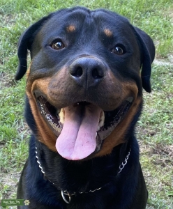 Stud Rottweiler  Listing Image