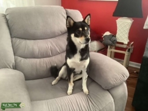 Beautiful Black and Tan Shiba Inu Listing Image