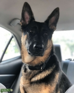 GSD Female nearing 3rd heat Listing Image