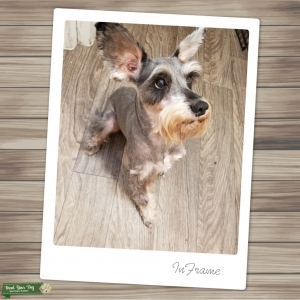Salt & Pepper Mini Schnauzer  Listing Image