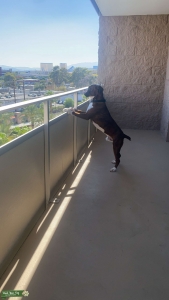 Looking for a female boxer  Listing Image