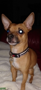 Male Chihuahua stud Listing Image