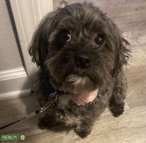 3 yr old Poma-poo Listing Image