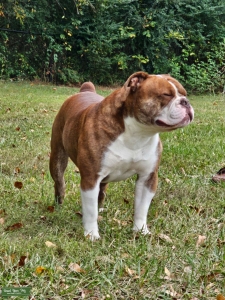 Old English Bulldog Listing Image