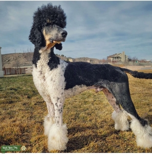 AKC Standard Poodle Phantom Parti Listing Image