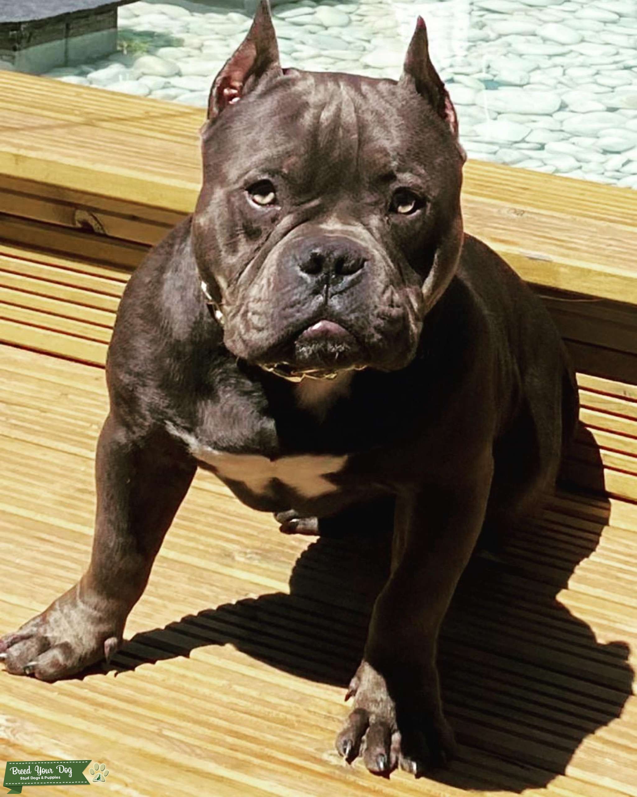 Tri Ghost Blue Pocket Bully Stud Dog West Midlands Breed Your Dog
