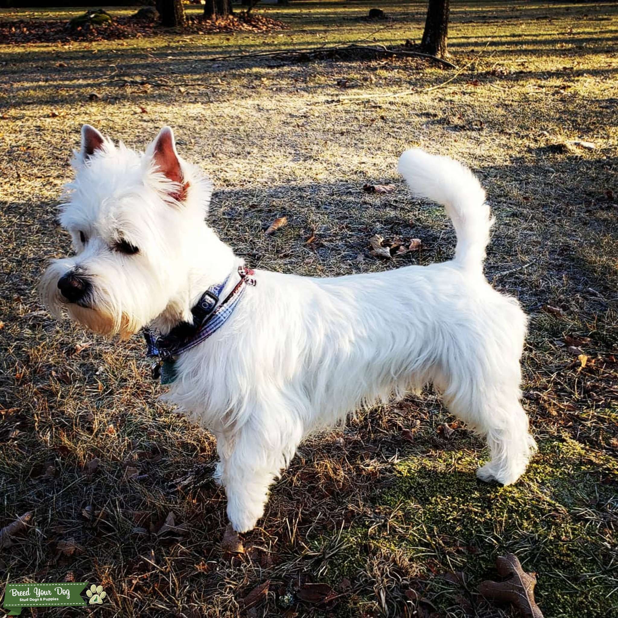 West Highland White Terrier Stud For Service Stud Dog in Missouri, the United States Breed