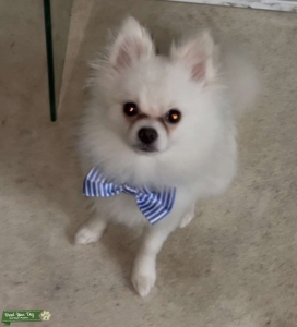 Pomeranian  Listing Image