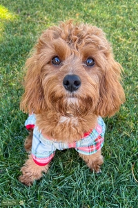 Cavapoo (F1) Red Stud  Listing Image