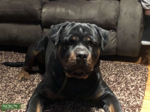German Rottweiler Stud Listing Image