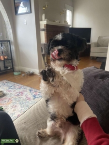 Pure bred shih tzu no papers  Listing Image