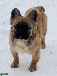 Full fluffy Frenchie Zoncho  Listing Image