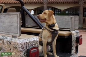Hunting Retriever Mix (Golden Lab) Listing Image