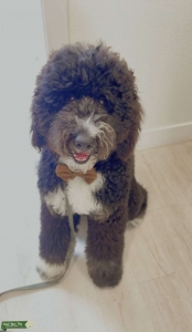 Bernedoodle  Listing Image
