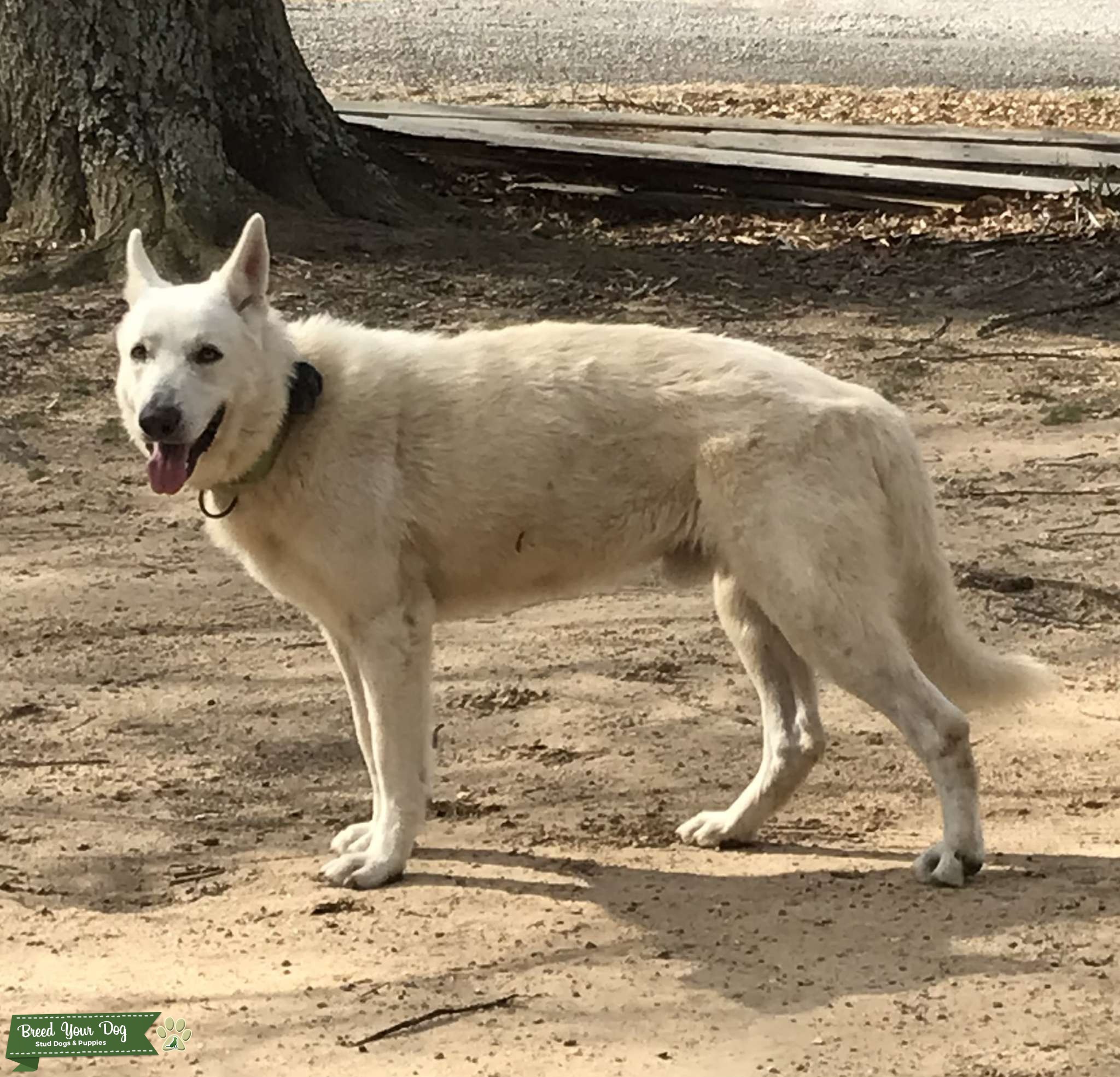 Breeding Stud Dog in Mississippi , Trinidad and Tobago Breed Your Dog