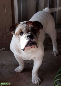 Bulldog stud Listing Image
