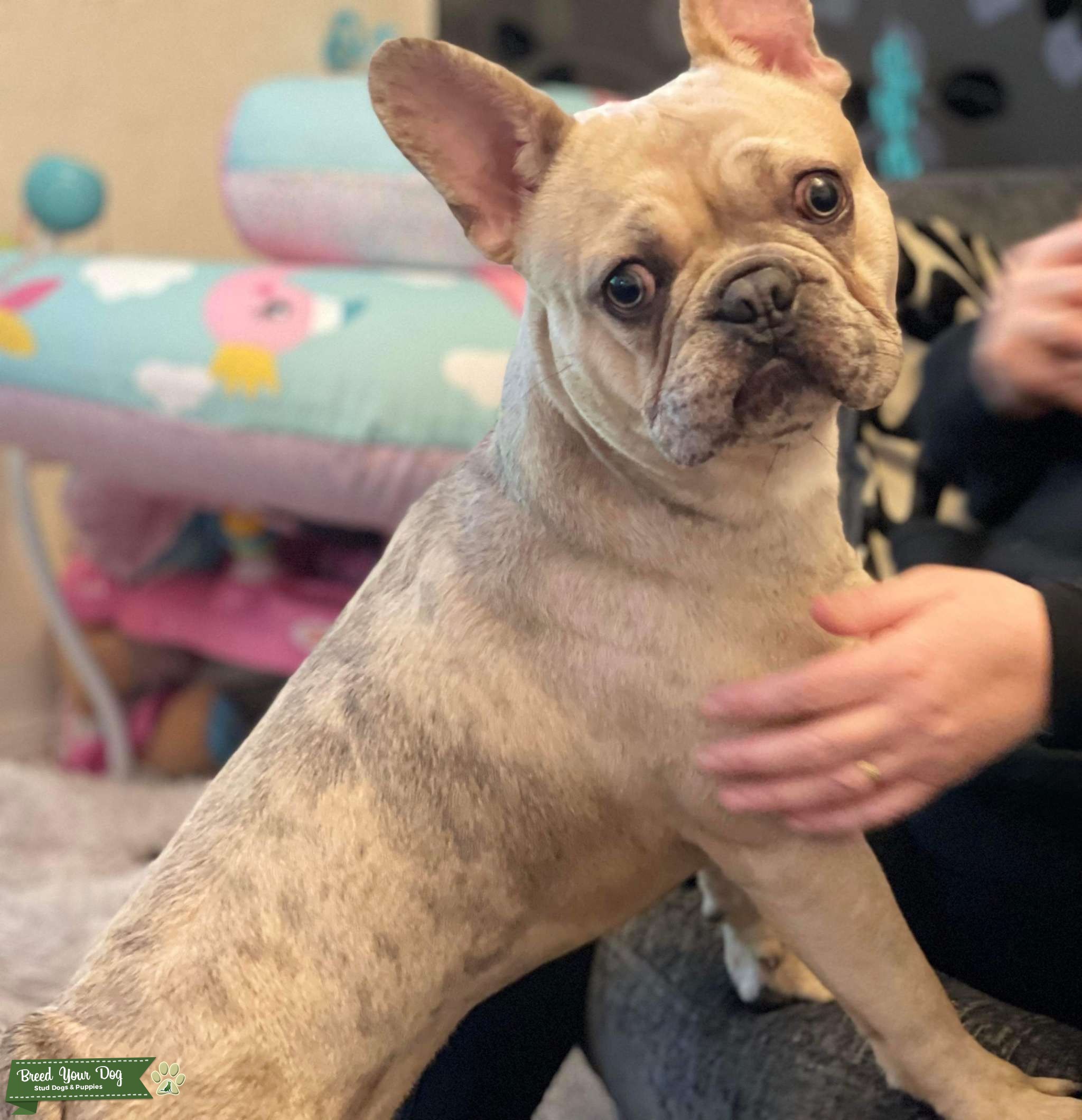 French bulldog stud Stud Dog Nottinghamshire Breed Your Dog