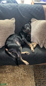 Looking for Labrador Retriever stud for bitch Listing Image