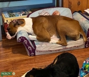 AKC Fawn Boxer Listing Image
