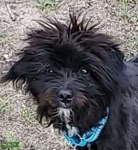 Bordoodle Listing Image