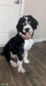 F1 Full Size Aussie Poodle Stud  Listing Image