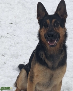 2 Year Old Male Listing Image