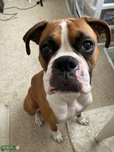 Playful, Loving Boxer! Listing Image