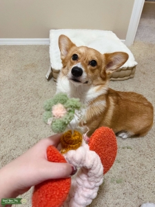 Corgi lady find husband  Listing Image