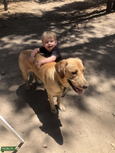 Golden Labrador Stud Listing Image